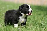 BORDER COLLIE 1316